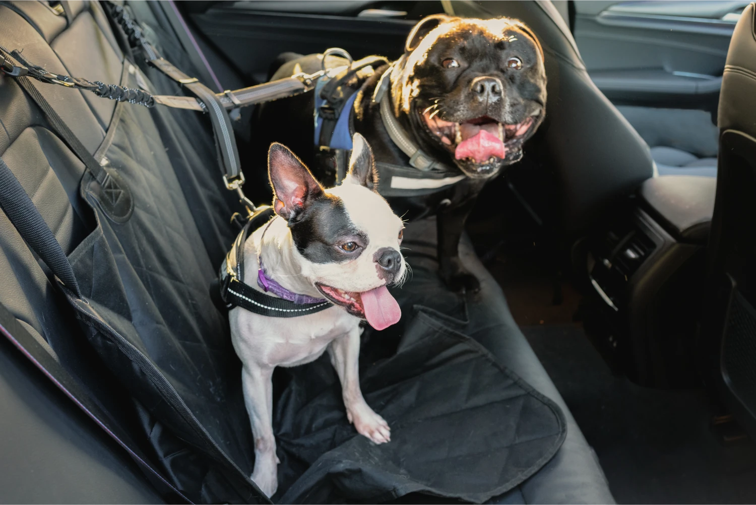 Chrysler Pacifica Dog Car Seat Belt for Cotons de Tulear