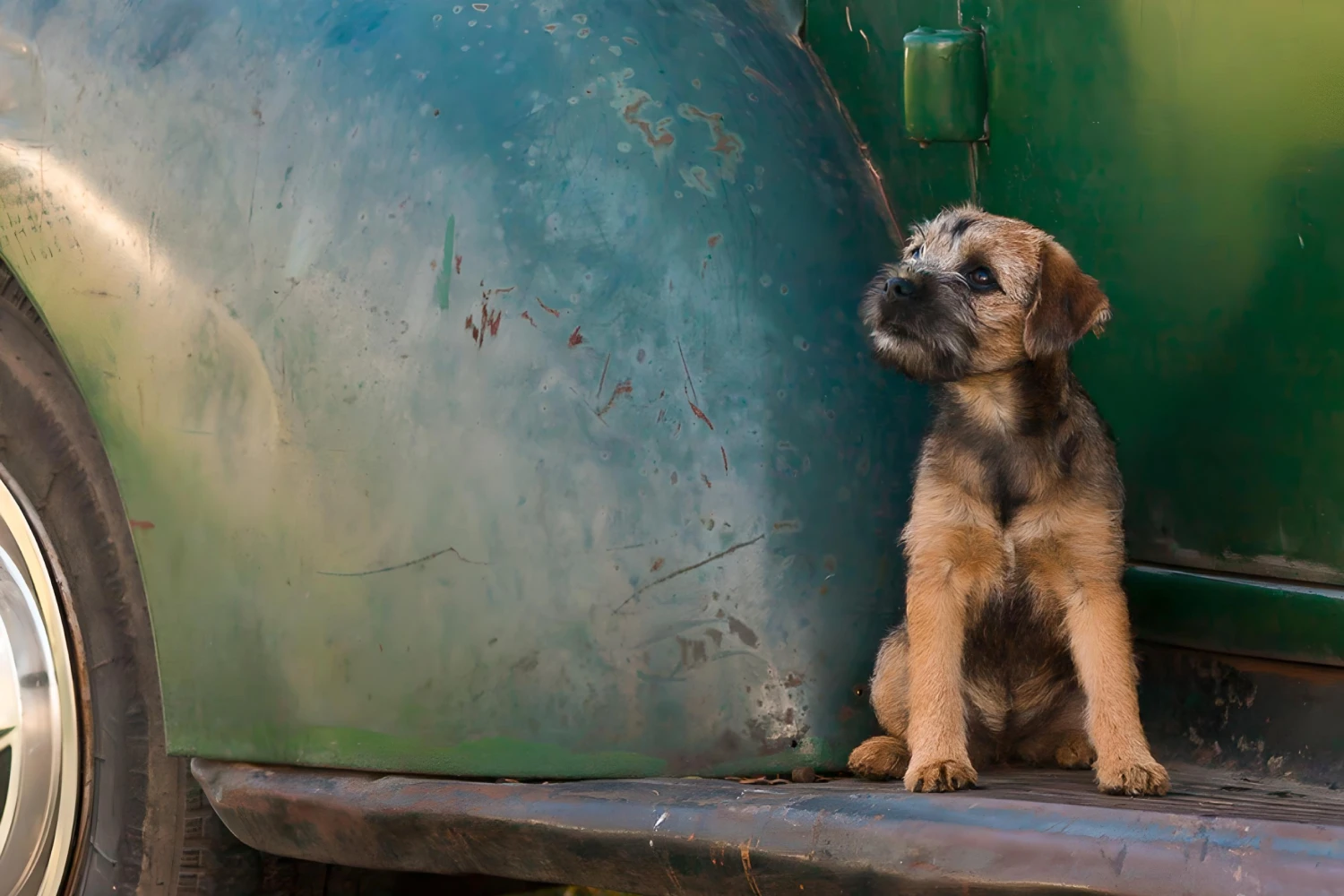 GMC Terrain Dog Car Seat Belt for Border Terriers