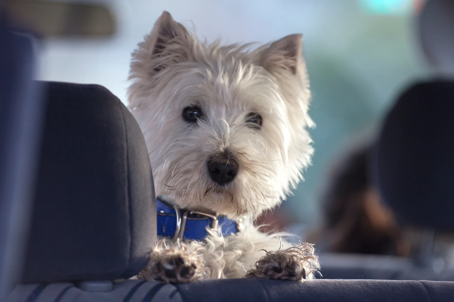 Toyota Prius Dog Safety Belt for West Highland White Terriers