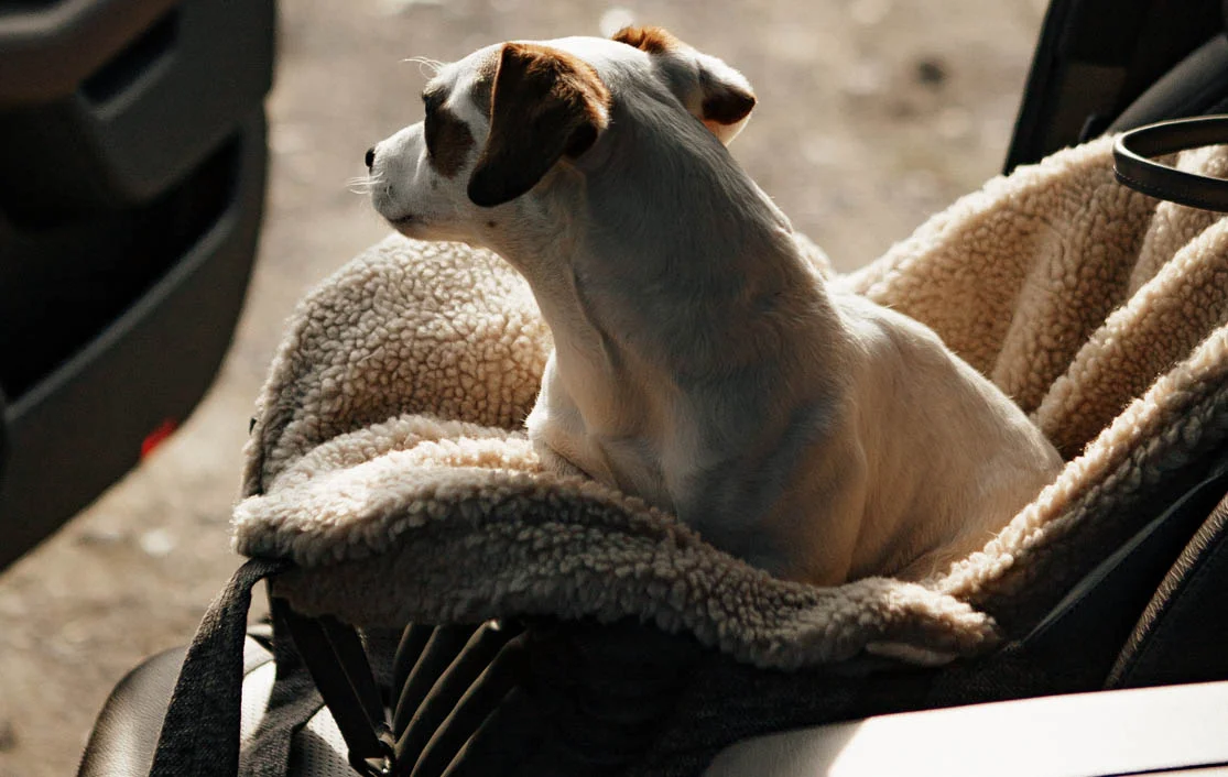 Cairn Terrier Dog Carrier Car Seat for Nissan Sentra