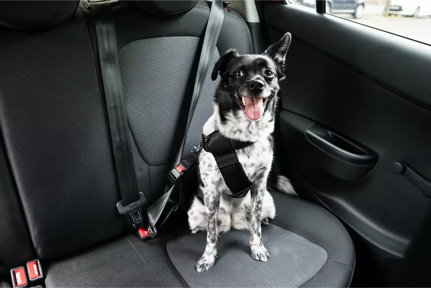 Cavalier King Charles Spaniels Dog Car Seat Belt for Hyundai Santa Fe