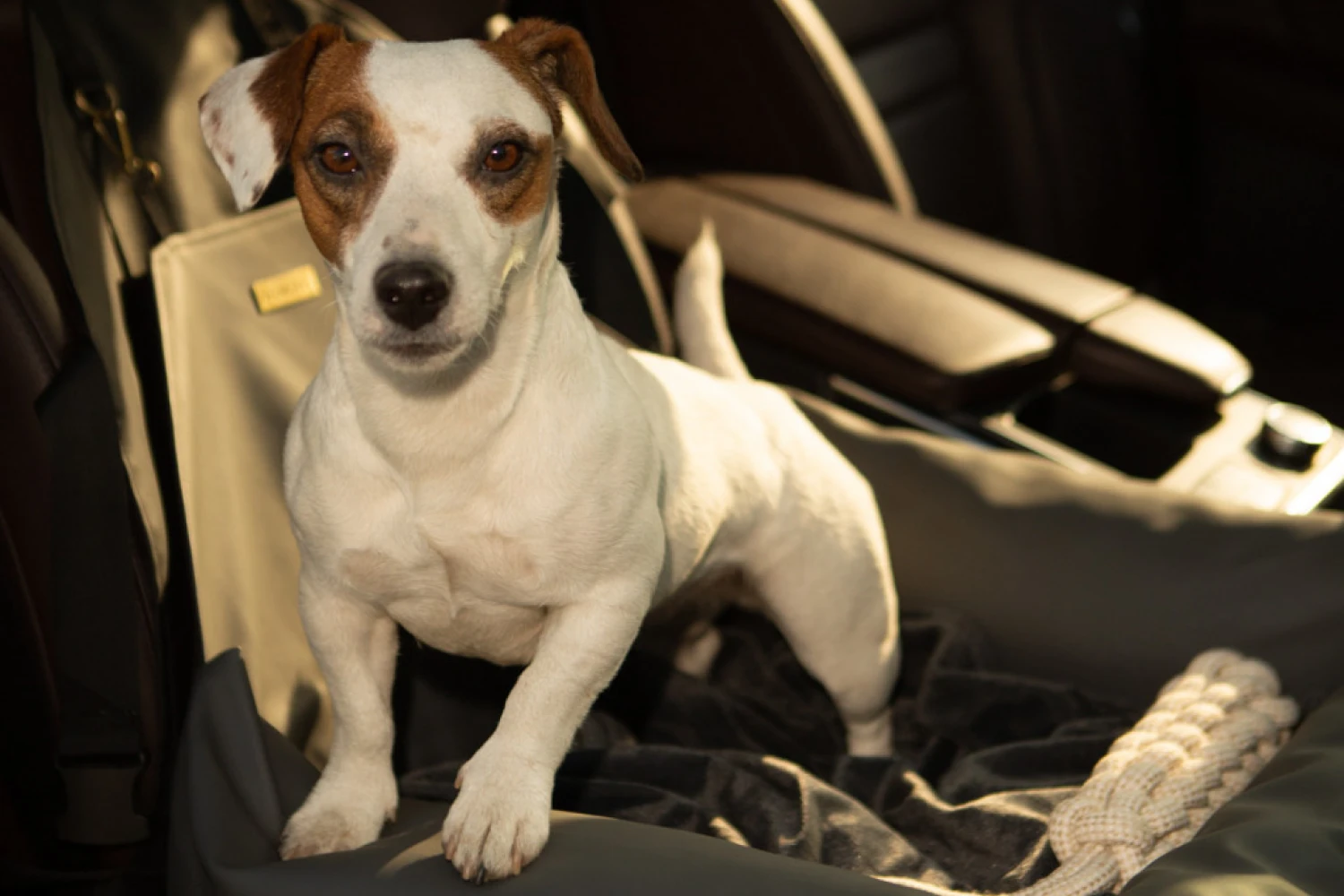 Hyundai Palisade Dog Car Seat for Havanese