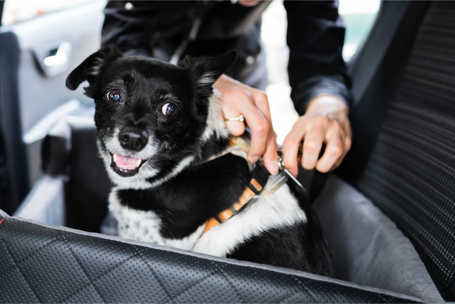 Poodles  Dog Safety Belt for Ford Escape