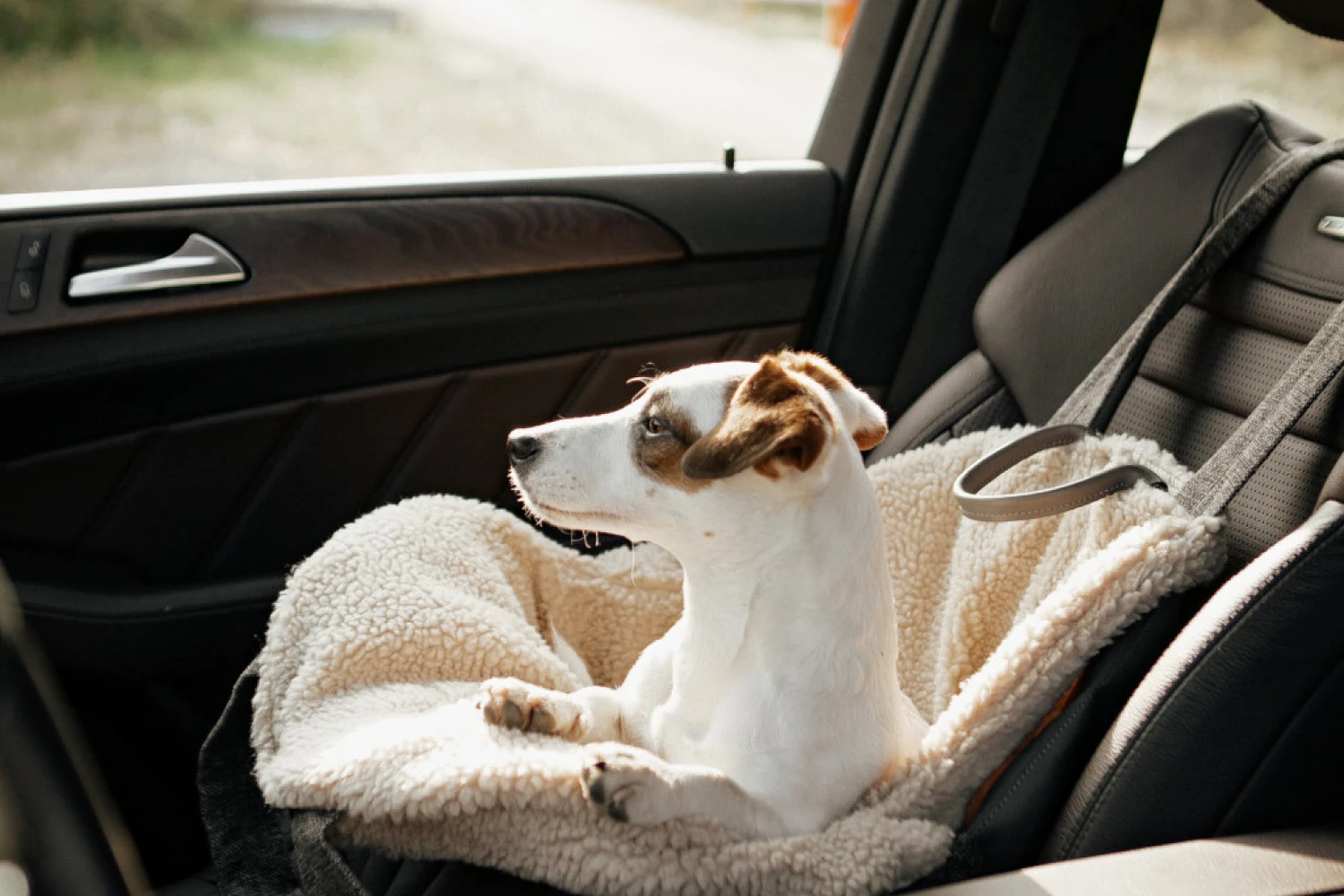 Japanese Terrier Dog Carrier Car Seat for Subaru Impreza