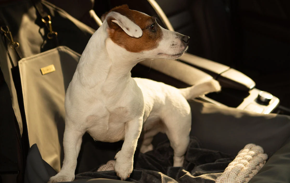 Chevrolet Malibu Dog Car Seat for Sussex Spaniels