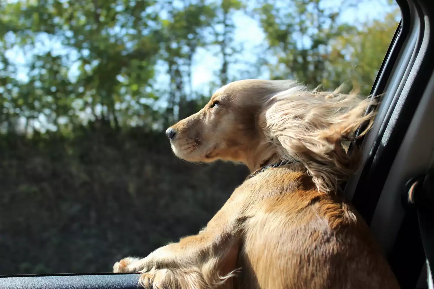Nissan Pathfinder Dog Car Seat for Cocker Spaniels