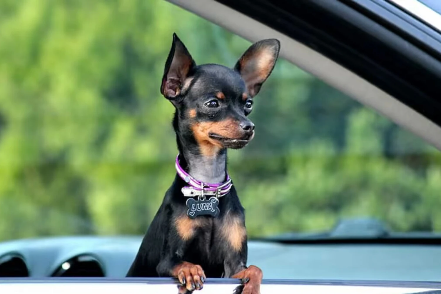 Buick Enclave Dog Car Seat Belt for Miniature Pinschers